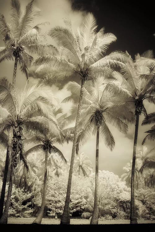 White Palms I