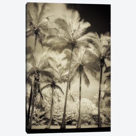 White Palms I Canvas Print #DPO28} by Dianne Poinski Canvas Print