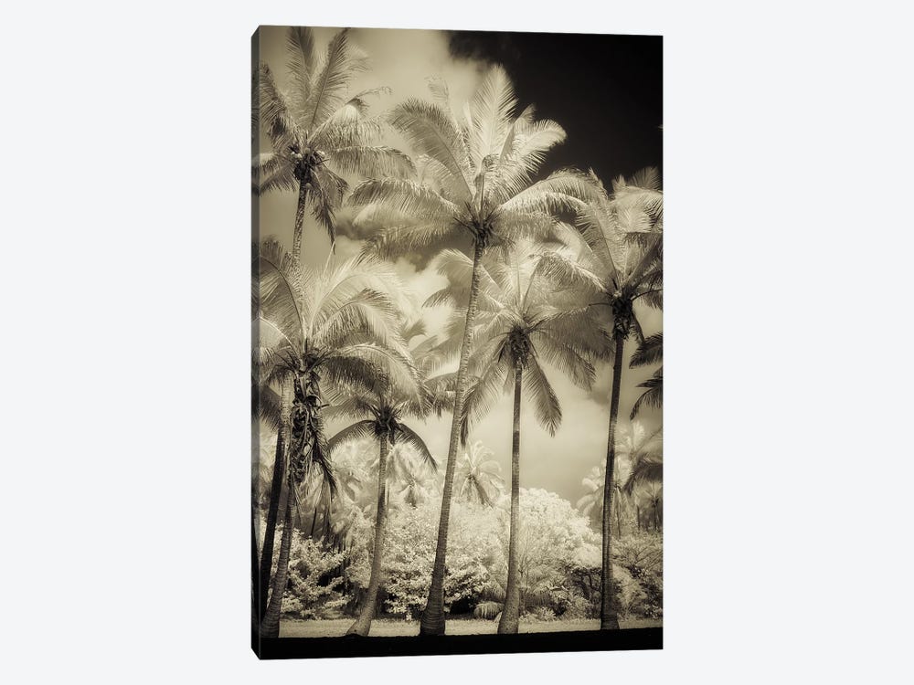 White Palms I by Dianne Poinski 1-piece Canvas Print