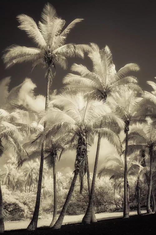 White Palms II