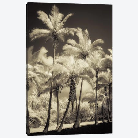 White Palms II Canvas Print #DPO29} by Dianne Poinski Art Print