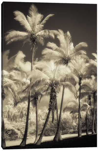 White Palms II Canvas Art Print - Dianne Poinski