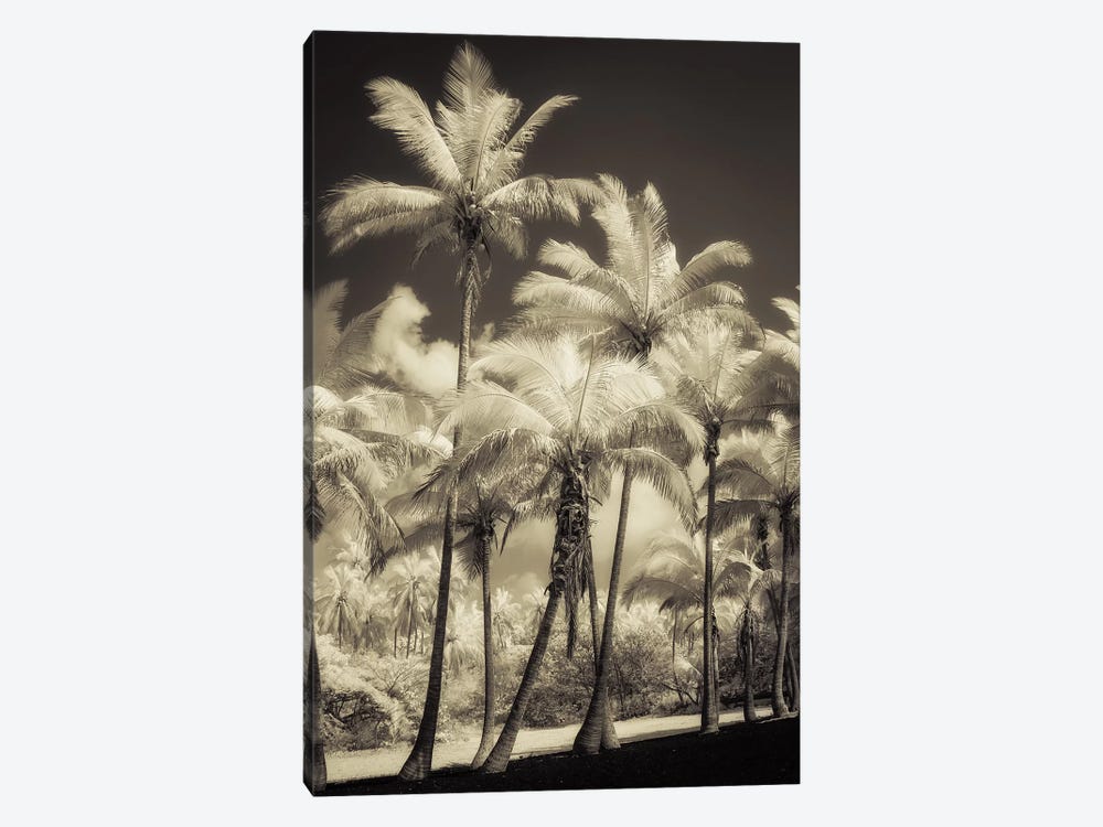 White Palms II by Dianne Poinski 1-piece Canvas Artwork
