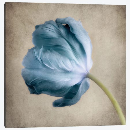 Aqua Tulip V Canvas Print #DPO3} by Dianne Poinski Canvas Art Print