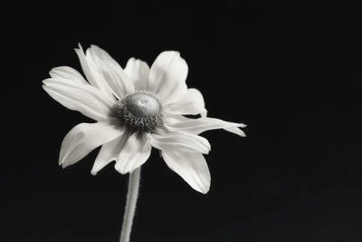 Dianne Poinski