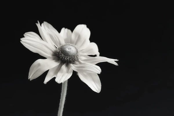 Daisies: Elegance Floral I by Dianne Poinski