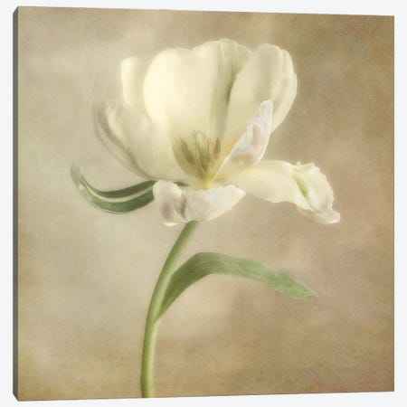 Ivory Blossom I Canvas Print #DPO9} by Dianne Poinski Canvas Art Print