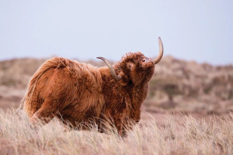 Highland Cow In Nature