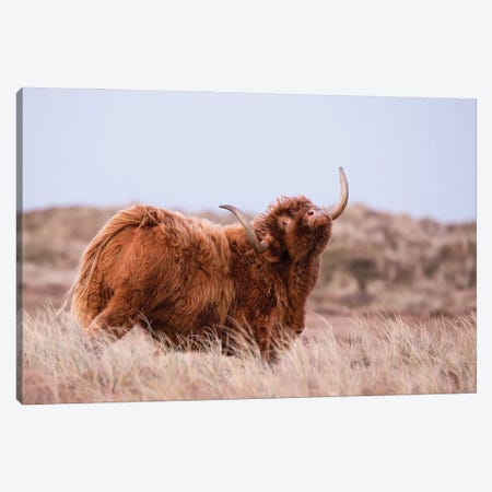 Highland Cow In Nature Canvas Print #DPT126} by MennoSchaefer Canvas Print