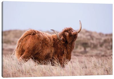 Highland Cow In Nature Canvas Art Print - Animal Collection