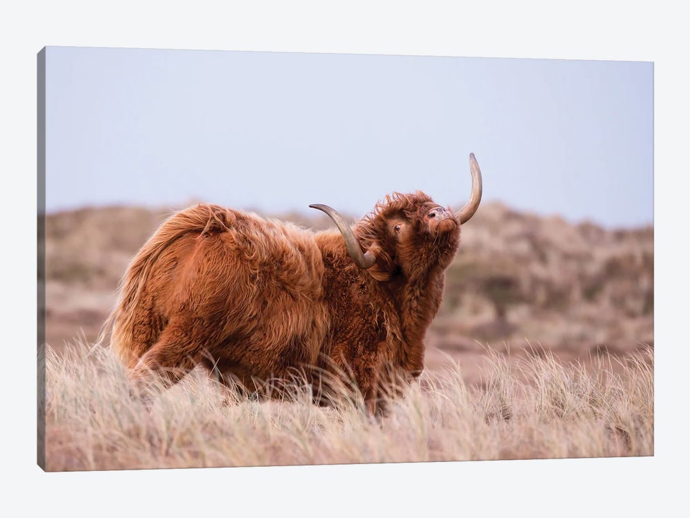 Highland Cow In Nature by MennoSchaefer 1-piece Canvas Art