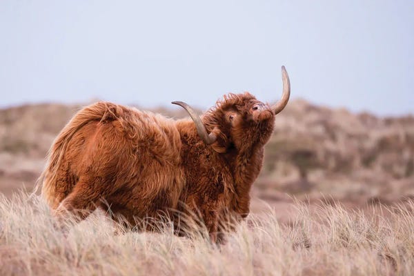 DepositPhotos: Highland Cow In Nature by MennoSchaefer