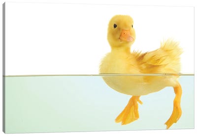 Floating Cute Duckling Canvas Art Print - Animal Collection