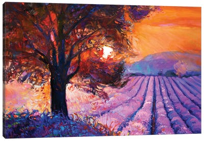 Lavender Fields I Canvas Art Print