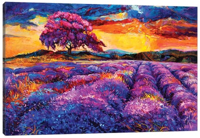 Lavender Fields II Canvas Art Print - Scenic Collection