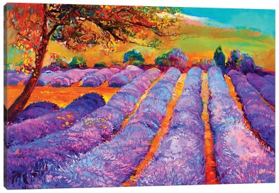 Lavender Fields III Canvas Art Print - Fine Art Collection