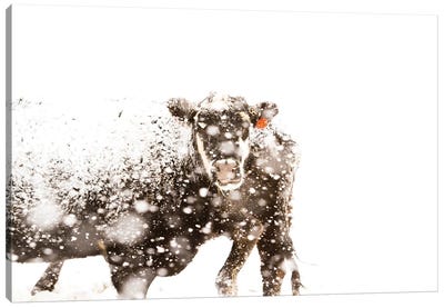 Cattle Canvas Art Print - Animal Collection