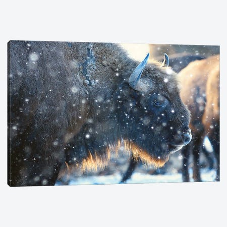 Bison In Snowy Forest Canvas Print #DPT319} by xload Canvas Print