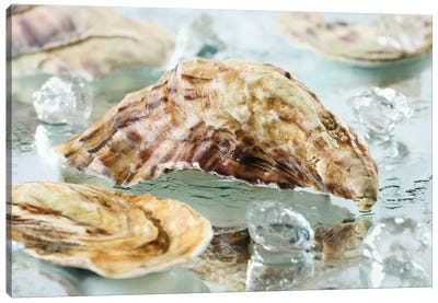 Oyster Shell Canvas Art Print - Animal Collection