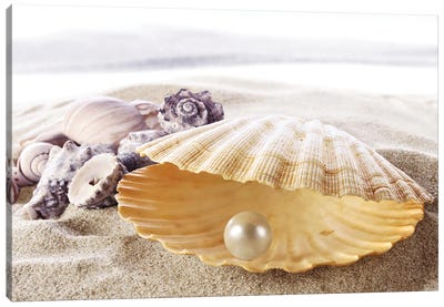 Shell With A Pearl Canvas Art Print - Scenic Collection