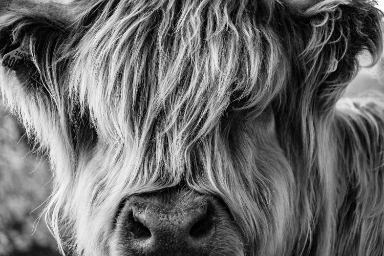 A Very Long-Haired Cow Looks Through Its Hair