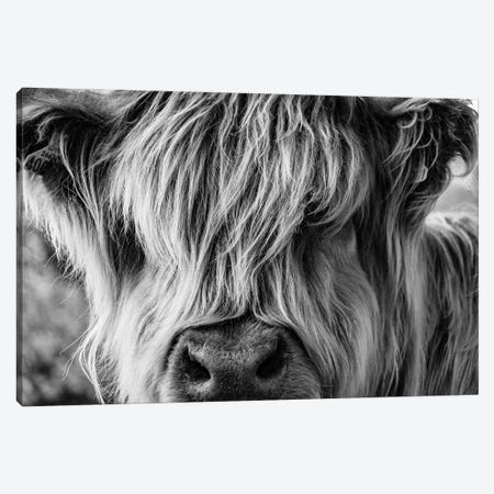 A Very Long-Haired Cow Looks Through Its Hair Canvas Print #DPT32} by charlietyack Canvas Art Print