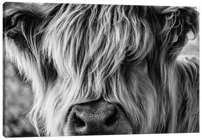 A Very Long-Haired Cow Looks Through Its Hair Canvas Art Print - Highland Cow Art