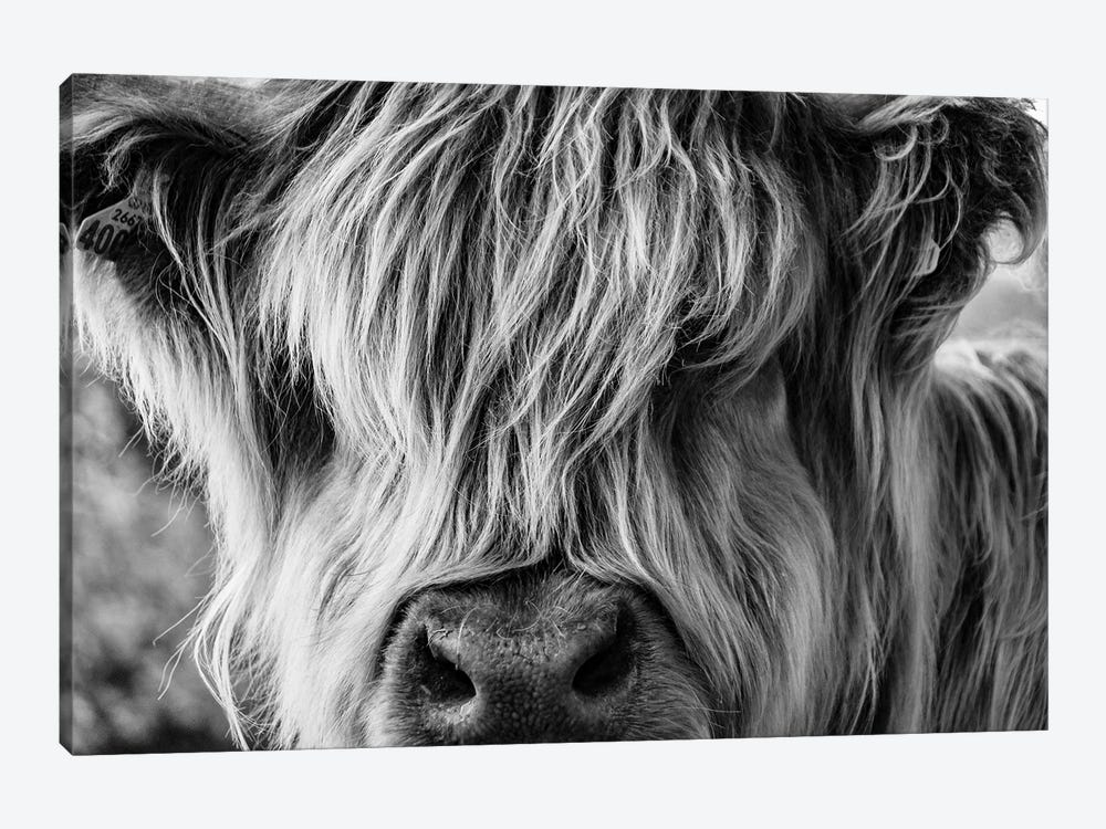 A Very Long-Haired Cow Looks Through Its Hair by charlietyack 1-piece Canvas Wall Art