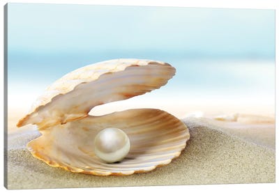 Shell With A Pearl Canvas Art Print