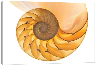 Nautilus Shell Canvas Art Print