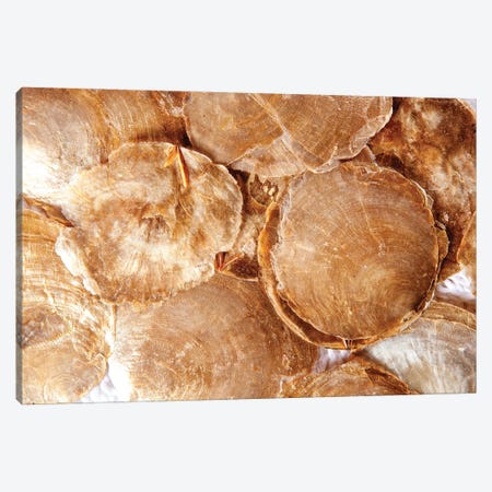 Mother Of Pearl Brown Round Shells Canvas Print #DPT332} by Depositphotos Art Print