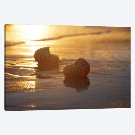 Golden Sunrise And Nautilus Shells In The Sea Canvas Print #DPT336} by Depositphotos Canvas Wall Art