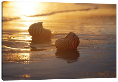 Golden Sunrise And Nautilus Shells In The Sea Canvas Art Print