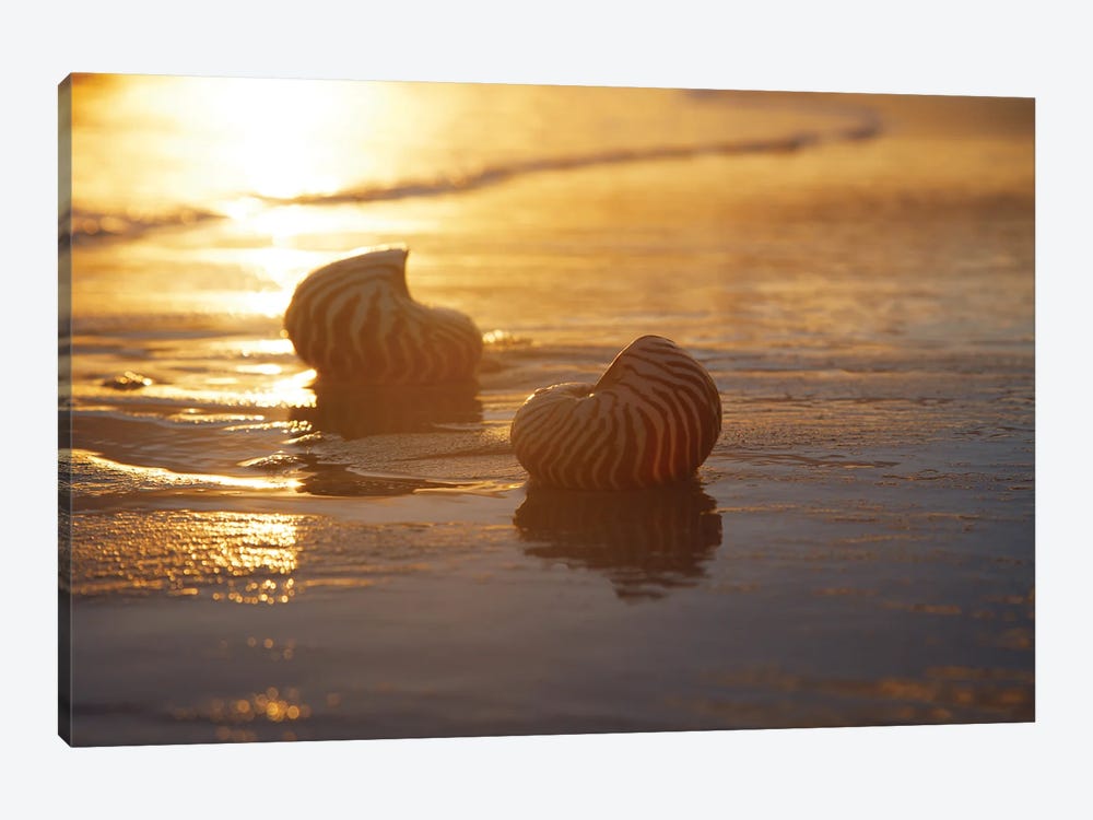 Golden Sunrise And Nautilus Shells In The Sea by Depositphotos 1-piece Canvas Art