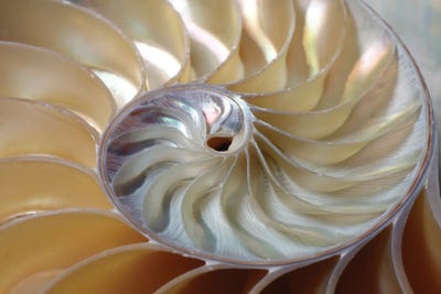 Nautilus Spiral by Depositphotos framed wall art