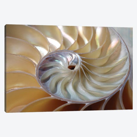 Nautilus Spiral Canvas Print #DPT339} by Depositphotos Canvas Print