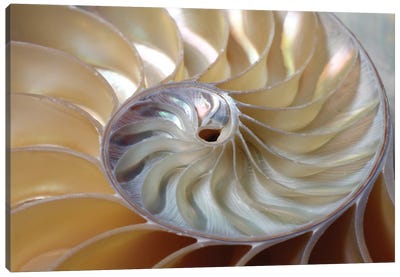 Nautilus Spiral Canvas Art Print - Depositphotos