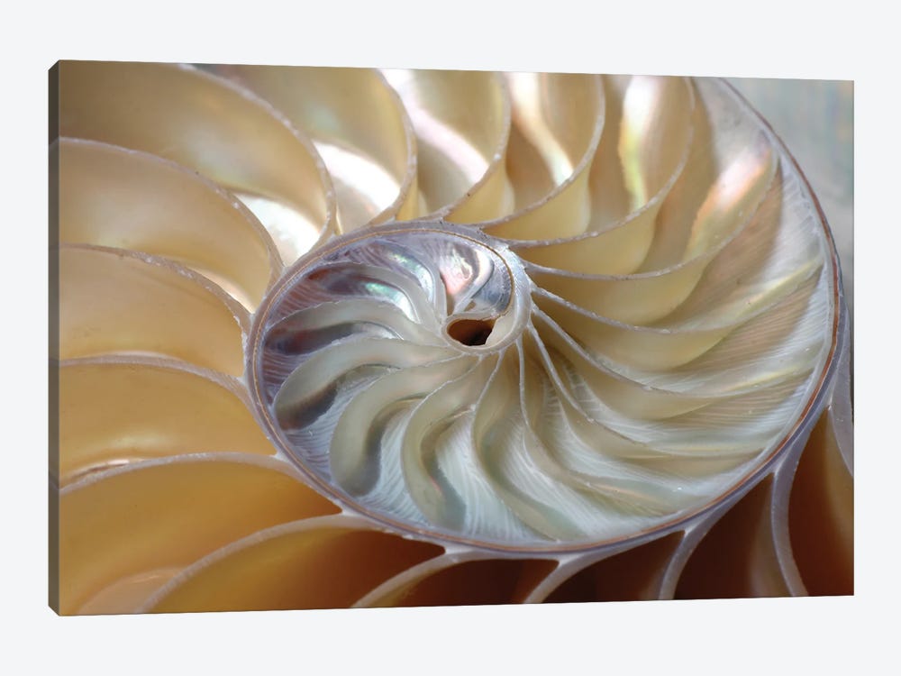 Nautilus Spiral by Depositphotos 1-piece Canvas Print
