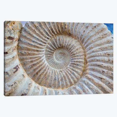 Ancient Snail Spiral Fossil Detail Canvas Print #DPT340} by Depositphotos Canvas Artwork