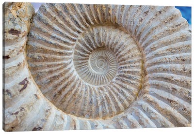Ancient Snail Spiral Fossil Detail Canvas Art Print
