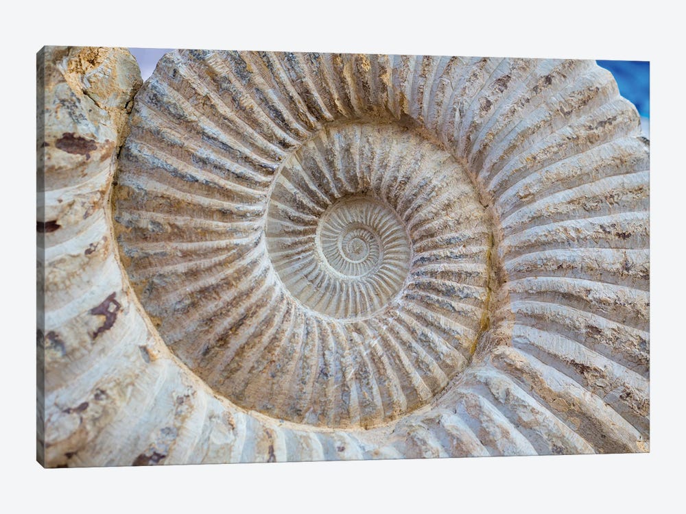 Ancient Snail Spiral Fossil Detail 1-piece Canvas Art Print