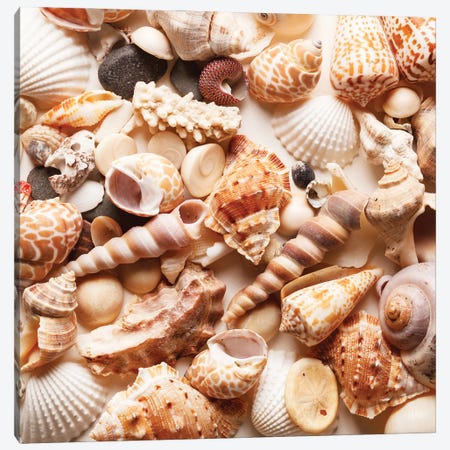 Sea Shells Background Canvas Print #DPT344} by Depositphotos Canvas Print