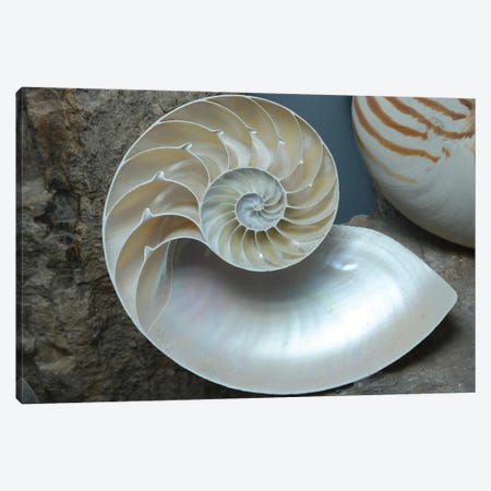 Stock Photograph Of A Half Shell Nautilus Pompilius Canvas Print #DPT345} by Depositphotos Canvas Print