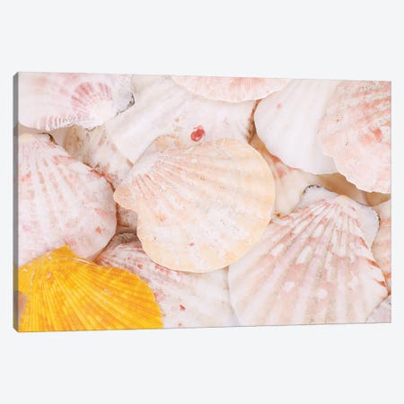 Sea Shells Background Canvas Print #DPT349} by Depositphotos Canvas Wall Art