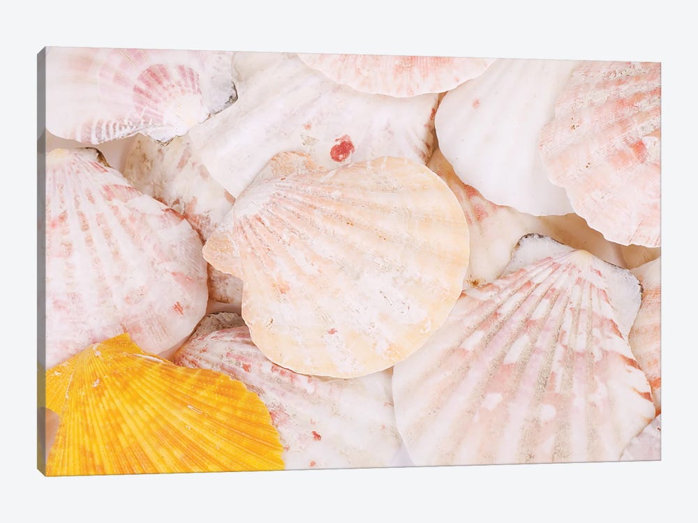 Sea Shells Background by Depositphotos 1-piece Canvas Art