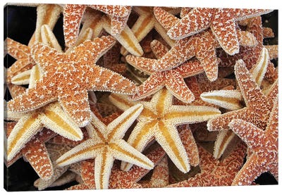 Beautiful Brown Starfishes Canvas Art Print