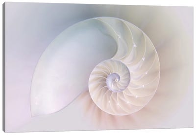 Nautilus Shell Cut Canvas Art Print