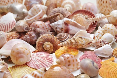 Nice Sea Shells by Depositphotos framed wall art