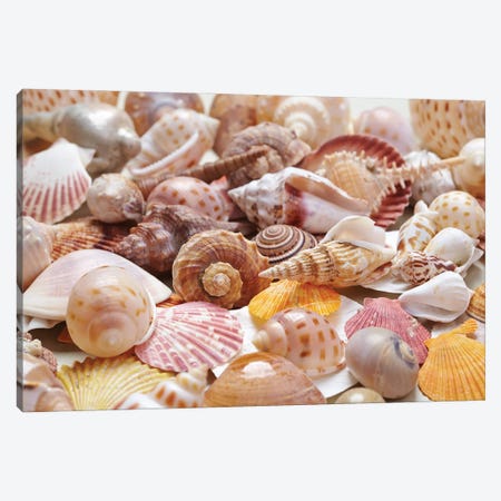 Nice Sea Shells Canvas Print #DPT352} by Depositphotos Canvas Print