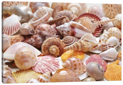 Nice Sea Shells Canvas Art Print - Scenic Collection